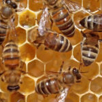 μέλισσες στην κερήθρα